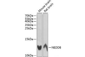 Western blot analysis of extracts of various cell lines using NEDD8 Polyclonal Antibody at dilution of 1:1000. (NEDD8 antibody)