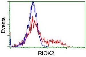 RIOK2 anticorps  (AA 277-552)