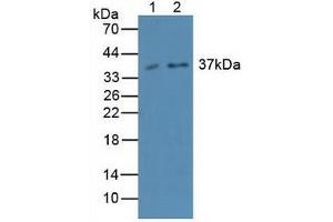 Western blot analysis of (1) Rat Testis Tissue and (2) Mouse Testis Tissue. (Caspase 4 antibody  (AA 290-377))