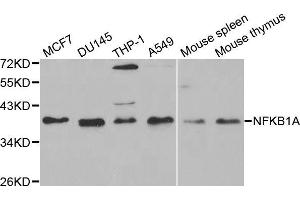 Western blot analysis of extracts of various cell lines, using NFKBIA antibody (ABIN5998339) at 1/1000 dilution. (NFKBIA antibody)
