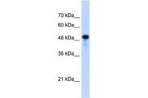 WB Suggested Anti-SEPT10(septin 10) Antibody Titration:  1. (Septin 10 antibody  (C-Term))