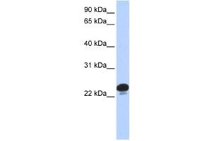Western Blotting (WB) image for anti-Calcyphosine (CAPS) antibody (ABIN2460048)