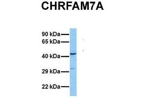 Host:  Rabbit  Target Name:  CHRFAM7A  Sample Tissue:  Human MCF7  Antibody Dilution:  1. (CHRFAM7A antibody  (N-Term))