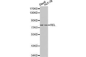 Western blot analysis of Daudi cell and HuT-78 cell lysate using REL antibody.