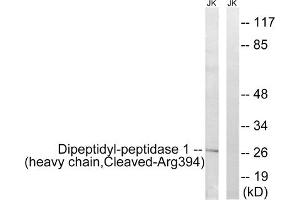 Western blot analysis of extracts from Jurkat cells, treated with etoposide (25uM, 1hour), using Dipeptidyl-peptidase 1 (heavy chain, Cleaved-Arg394) antibody. (CTSC antibody  (C-Term))
