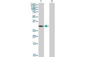 Western Blot analysis of ANXA4 expression in transfected 293T cell line by ANXA4 MaxPab polyclonal antibody. (Annexin IV antibody  (AA 1-321))