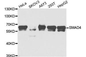 Western Blotting (WB) image for anti-SMAD Family Member 4 (SMAD4) antibody (ABIN1876858) (SMAD4 antibody)