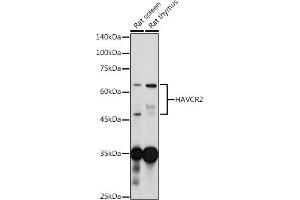 Western blot analysis of extracts of various cell lines, using TIM-3/H antibody (ABIN7267618) at 1:1000 dilution. (TIM3 antibody)