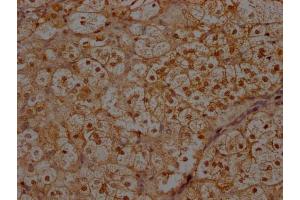 IHC image of ABIN7156399 diluted at 1:300 and staining in paraffin-embedded human adrenal gland tissue performed on a Leica BondTM system. (INTS1 antibody  (AA 51-342))