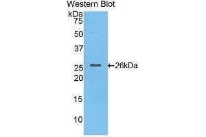 Western Blotting (WB) image for anti-Cardiotrophin 1 (CTF1) (AA 1-203) antibody (ABIN3207806) (Cardiotrophin 1 antibody  (AA 1-203))