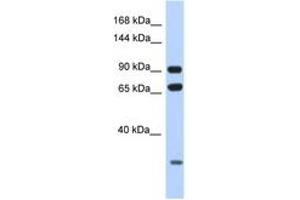 Image no. 1 for anti-Armadillo Repeat Containing 4 (ARMC4) (AA 60-109) antibody (ABIN6748050) (ARMC4 antibody  (AA 60-109))