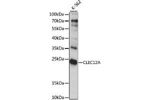 Western blot analysis of extracts of K-562 cells, using CLEC12A antibody. (CLEC12A antibody  (AA 66-265))