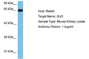 Host: Mouse Target Name: GNL3 Sample Tissue: Mouse Kidney Antibody Dilution: 1ug/ml (Nucleostemin antibody  (N-Term))