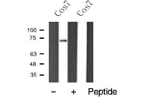 Western blot analysis of HDAC10 expression in Cos7 cell extract (HDAC10 antibody)