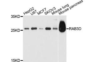 Western blot analysis of extracts of various cell lines, using RAB3D antibody. (RAB3D antibody)