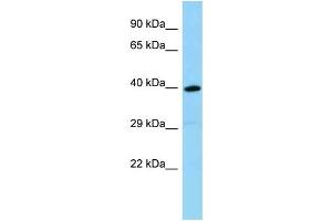 WB Suggested Anti-Olfr1386 Antibody Titration: 1. (OLFR1386 antibody  (C-Term))