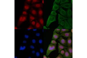 ABIN6262224 and ABIN6266867 staining Hela cells by IF/ICC. (HEXIM1 antibody  (C-Term))