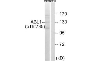 Western blot analysis of extracts from COS cells, treated with EGF (200ng/ml, 30mins), using ABL1 (Phospho-Thr735) antibody. (ABL1 antibody  (pThr735))