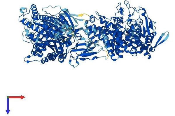 AGL Protein (AA 1-1532) (His tag)