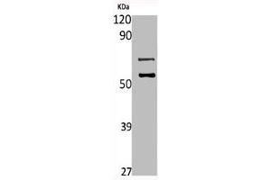 Western Blot analysis of L929 cells using Mucin 13 Polyclonal Antibody