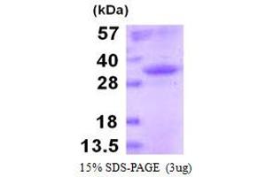 Image no. 1 for Mouse IgG isotype control (ABIN6386943) (Recombinant Mouse IgG Isotype Control)