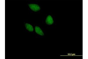 Immunofluorescence of purified MaxPab antibody to EIF3S5 on HeLa cell. (EIF3F antibody  (AA 1-357))