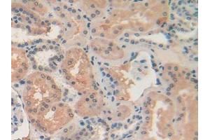 IHC-P analysis of Human Kidney Tissue, with DAB staining. (Retinol Binding Protein 5 antibody  (AA 2-135))