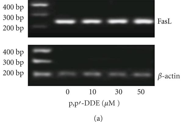 FASL antibody  (AA 196-281)