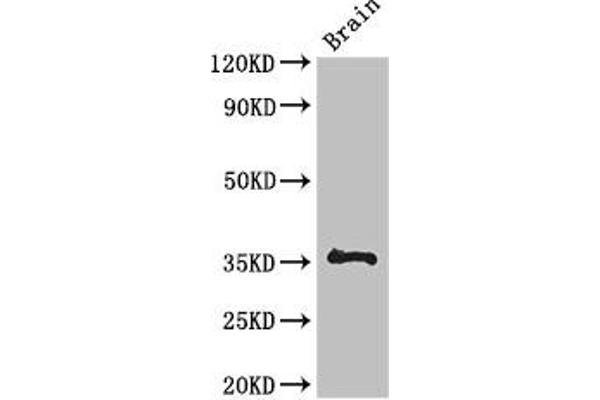 NPL antibody  (AA 17-77)