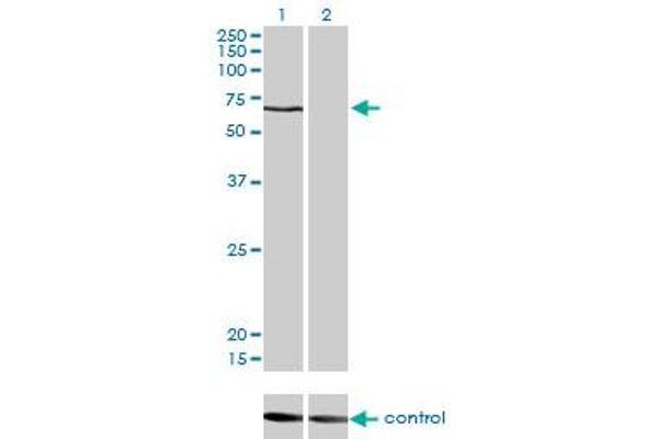 CACNB1 antibody  (AA 500-598)