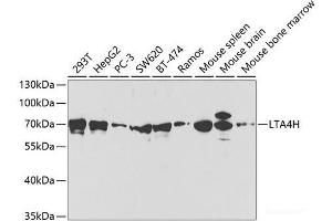 Western blot analysis of extracts of various cell lines using LTA4H Polyclonal Antibody at dilution of 1:1000. (LTA4H antibody)