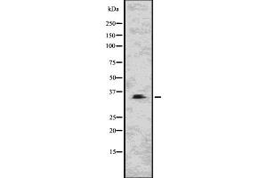 Western blot analysis of CNN1 using NIH-3T3 whole  lysates. (CNN1 antibody  (N-Term))