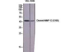 Western Blot (WB) analysis of specific cells using Cleaved-MMP-12 (G106) Polyclonal Antibody. (MMP12 antibody  (cleaved, Gly106))