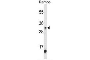 Western blot analysis of METTL1 Antibody (Center) in Ramos cell line lysates (35µg/lane).