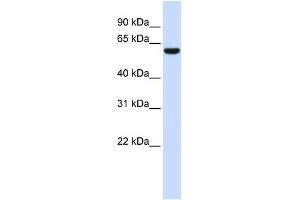 NRG1 (neuregulin 1) Antibody (against the N terminal of NRG1) (50ug) validated by WB using Fetal Brain Lysate at 0. (Neuregulin 1 antibody  (N-Term))
