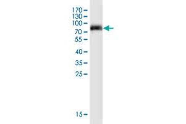 SMCR7 antibody  (AA 1-454)
