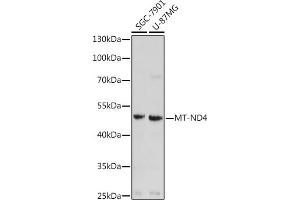 Mitochondrially Encoded NADH Dehydrogenase 4 (MT-ND4) antibody