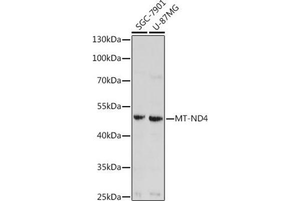 Mitochondrially Encoded NADH Dehydrogenase 4 (MT-ND4) antibody