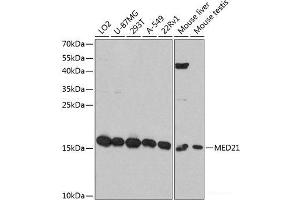 Western blot analysis of extracts of various cell lines using MED21 Polyclonal Antibody at dilution of 1:3000. (MED21 antibody)