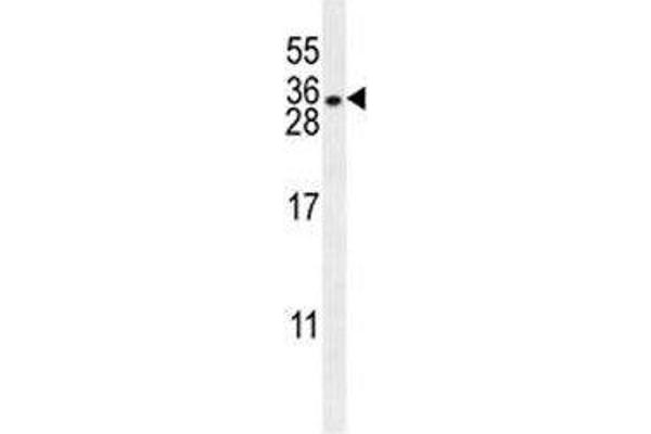 HLA-DQA1 anticorps  (AA 39-66)