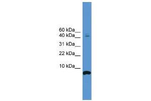 WB Suggested Anti-CORT Antibody Titration: 0. (CORT antibody  (N-Term))