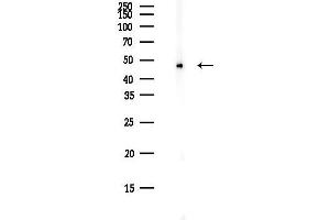 anti-Heterogeneous Nuclear Ribonucleoprotein F (HNRNPF) (N-Term) antibody