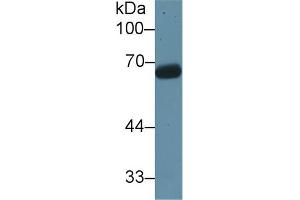 Western blot analysis of Rat Testis lysate, using Rat KNT1 Antibody (1 µg/ml) and HRP-conjugated Goat Anti-Rabbit antibody ( (KNG1 antibody  (AA 378-430))
