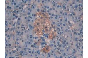 IHC-P analysis of Human Pancreas Tissue, with DAB staining. (SIAE antibody  (AA 22-244))