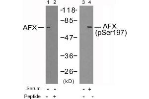 Image no. 2 for anti-Forkhead Box O4 (FOXO4) (Ser197) antibody (ABIN197369) (FOXO4 antibody  (Ser197))