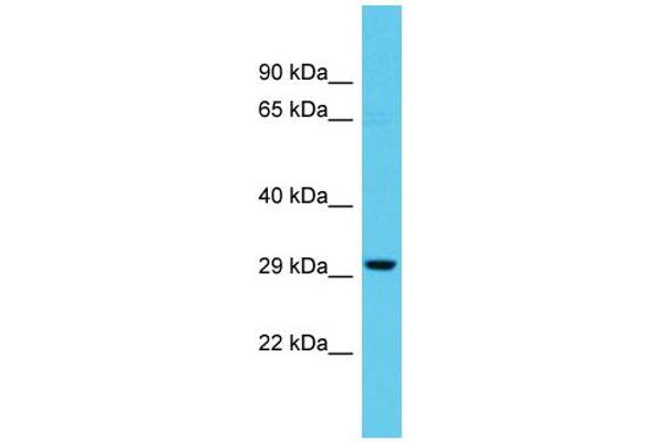 TTLL11 Antikörper  (N-Term)