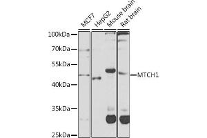 Western blot analysis of extracts of various cell lines, using MTCH1 antibody (ABIN6132817, ABIN6144123, ABIN6144124 and ABIN6224087) at 1:1000 dilution. (MTCH1 antibody  (AA 100-250))
