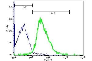 Mouse thymocytes probed with Rabbit Anti-ARMC3 (Cancer/testis antigen 81) Polyclonal Antibody, FITC Conjugated (ABIN873236-FITC) at 1:100 for 40 minutes (green) compared to control cells (blue). (ARMC3 antibody  (AA 752-840))