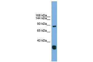 FSTL5 antibody used at 1 ug/ml to detect target protein. (FSTL5 antibody  (Middle Region))