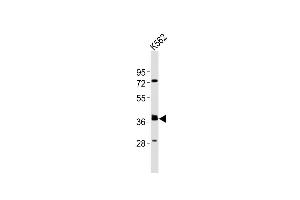 Anti-(Mouse) Tal1 Antibody (Center) at 1:2000 dilution + K562 whole cell lysates Lysates/proteins at 20 μg per lane. (TAL1 antibody  (AA 154-188))